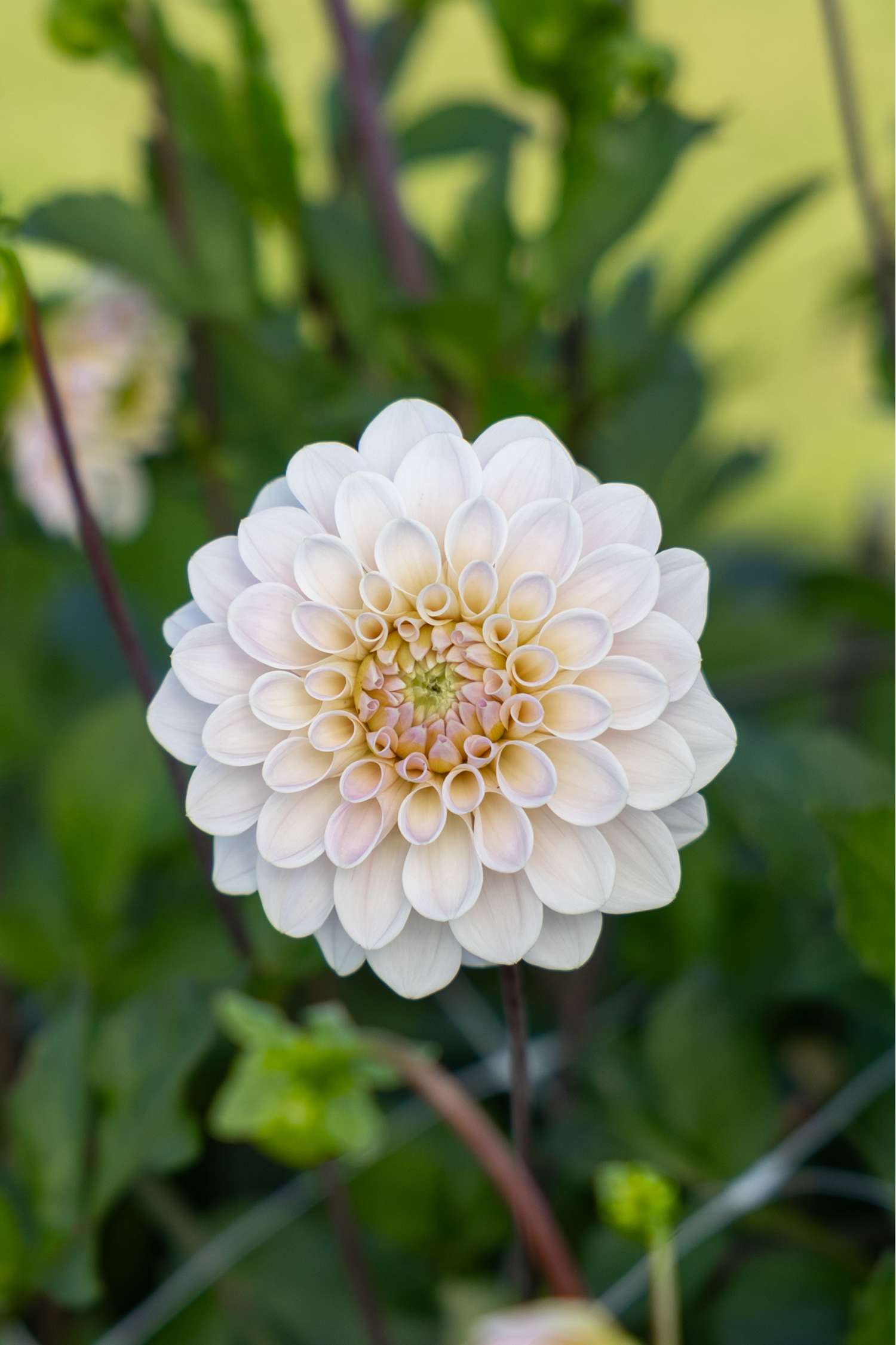 Dahlie 'Sweet Nathalie'